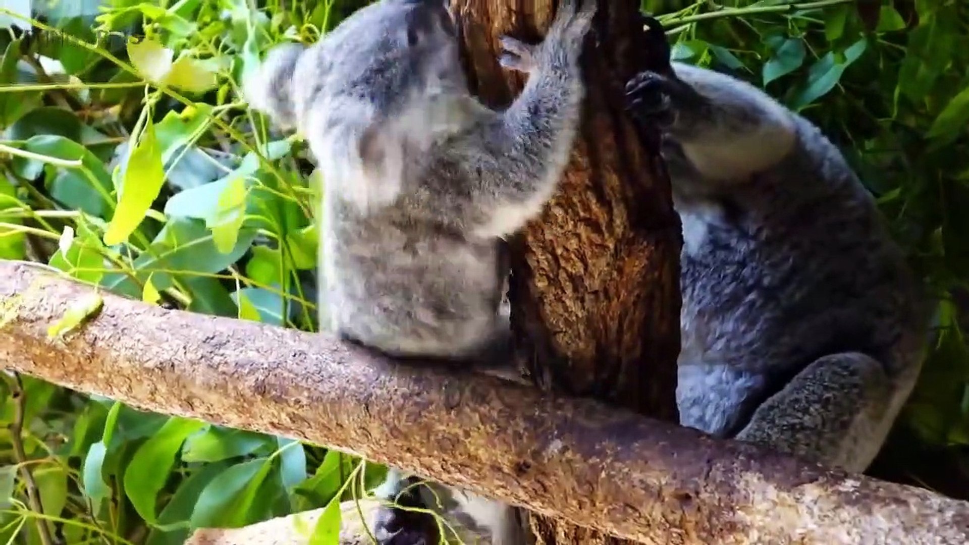 ⁣Cute Koalas P ng  Funny Koala Bears [F