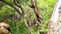 Cute Koalas Playing  Funny Koala B y Pets]