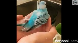 bathing bird under tap for heat