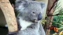 Cute Koalas Playing  Funny Koala Bear