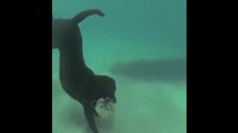 Dog caught shrimp under the sea - 犬は海の下にエビを捕まえました - कुत्ता समुद्र के नीचे झींगा पकड़ा