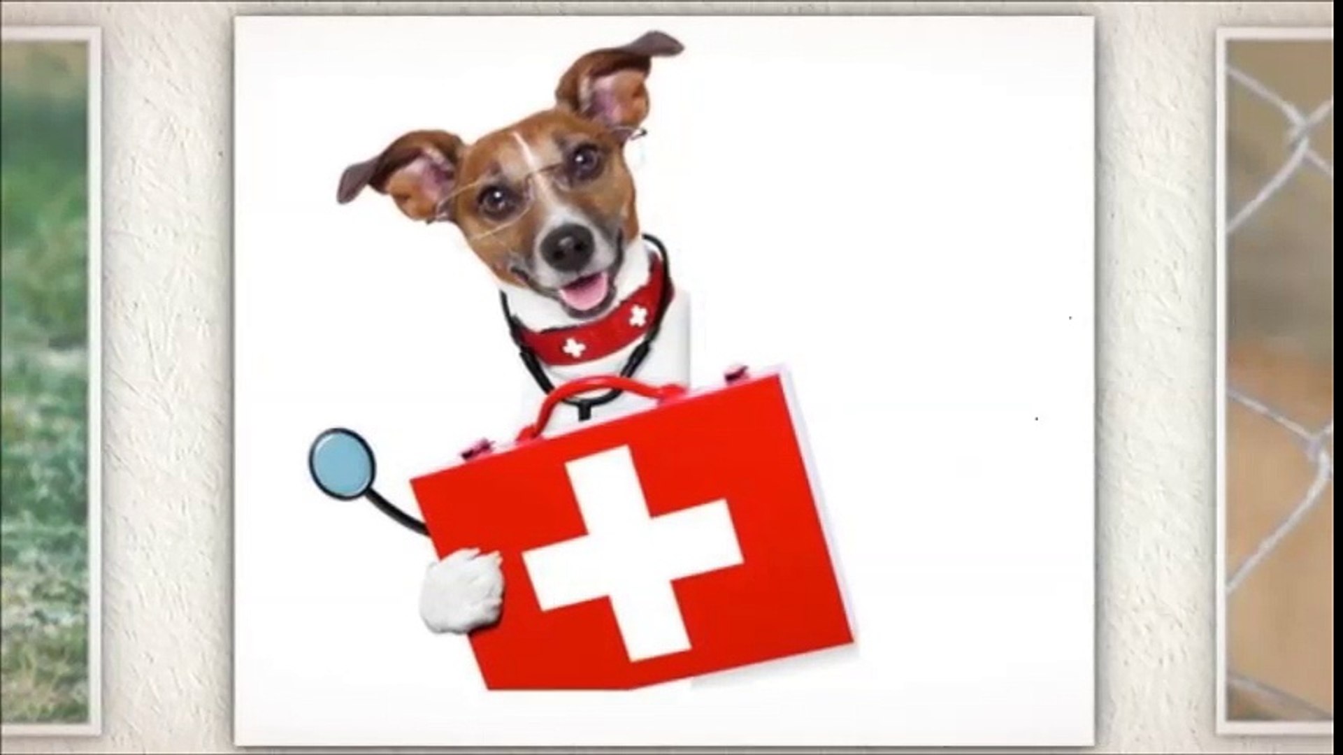 ⁣veterinary expert treatment