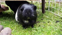 Interviewing Guinea Pigs | Pets Palace Kids