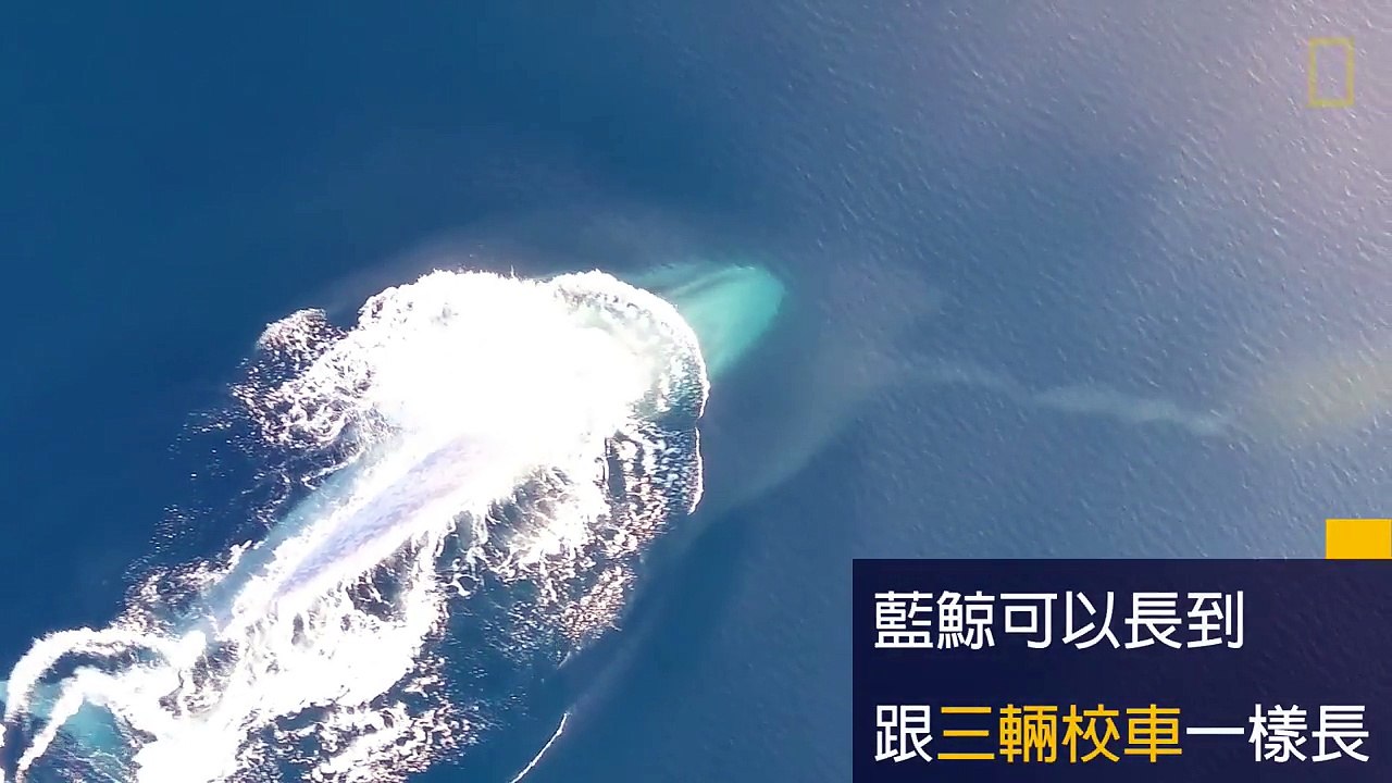 罕見畫面：空拍藍鯨進食秀