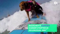 This surfing dog helps veterans and ch