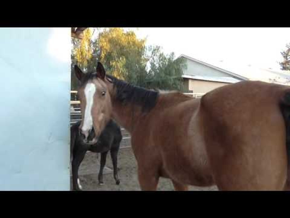 Congrats To RGBA Riverside As A New Horse Arrives To Gym EsNews Boxing