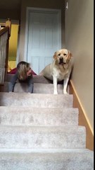 This is why dogs are awesome