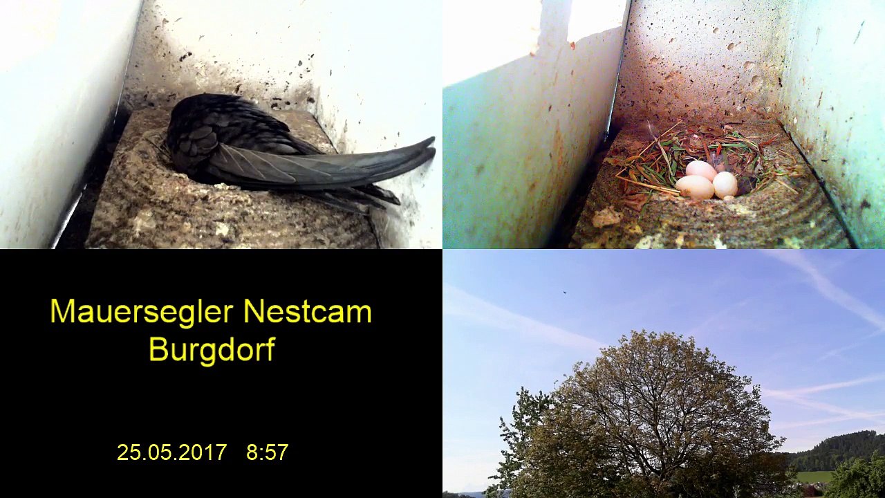 Mauersegler Nestcam 2017 - 25. Mai 8:57