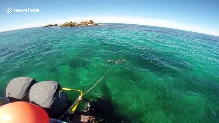 Dog jumps off boat to play with wild seal