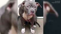 The moment a pit bull realised her owners abandoned her at shelter