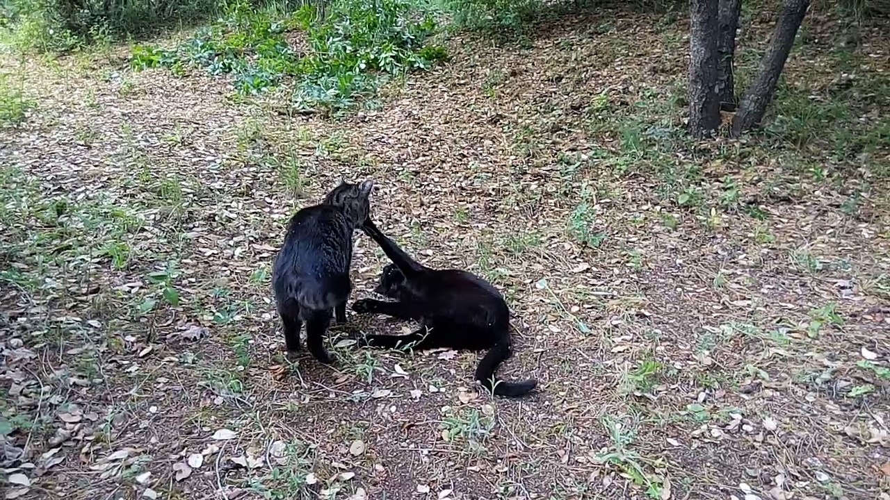 VID_20170525_095906