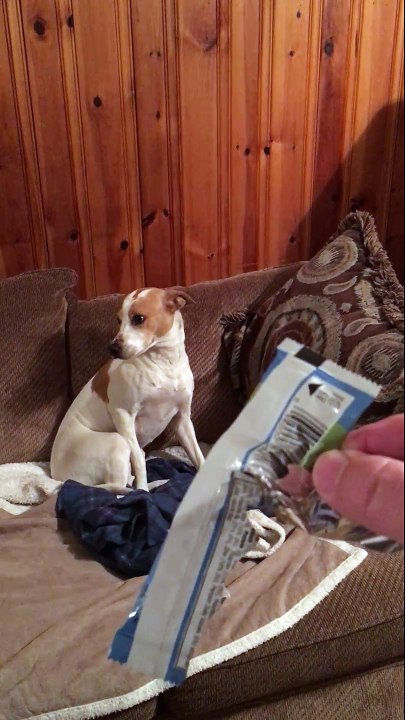 Ce chien coupable a manger les granola... Ahaha