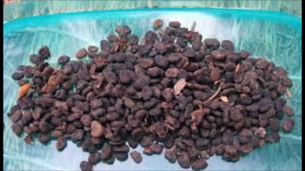 सफ़ेद दाग का रामबाण इलाज safed daag thik kare 90 dino me