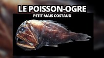 Top des créatures étranges qu'on trouve dans les abysses-JPjDPe9