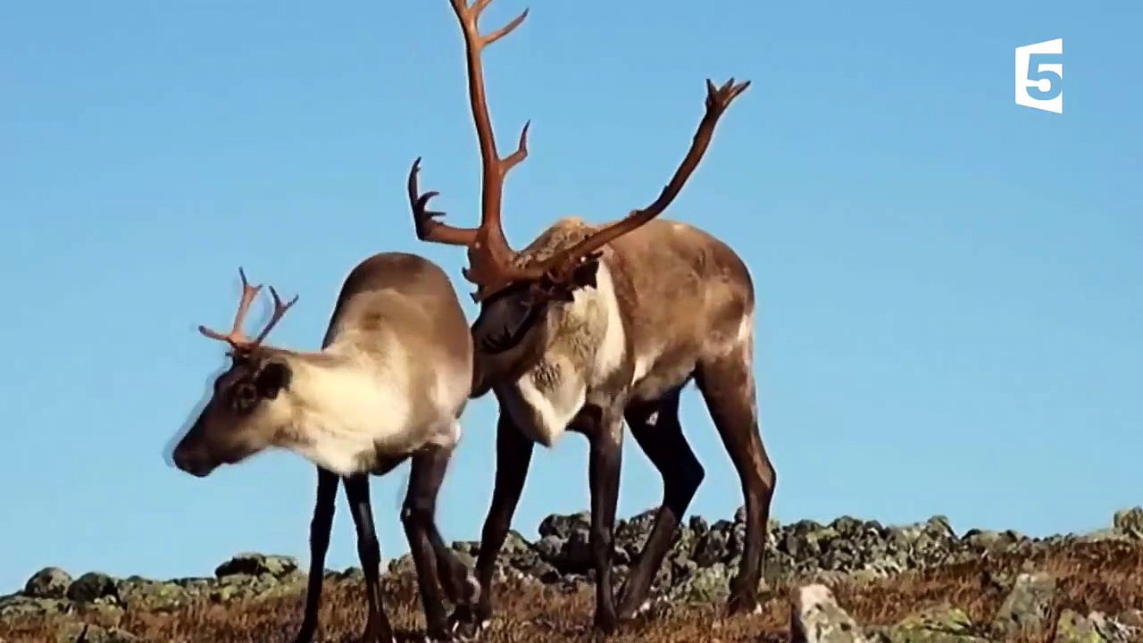 Sexe  - l'accouplement des caribous - ZAPPING SAUVAGE-sH_lxb4Zv7c