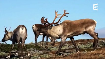 Sexe  - l'accouplement des caribous - ZAPPING SAUVAGE-sH_lxb4Zv7c