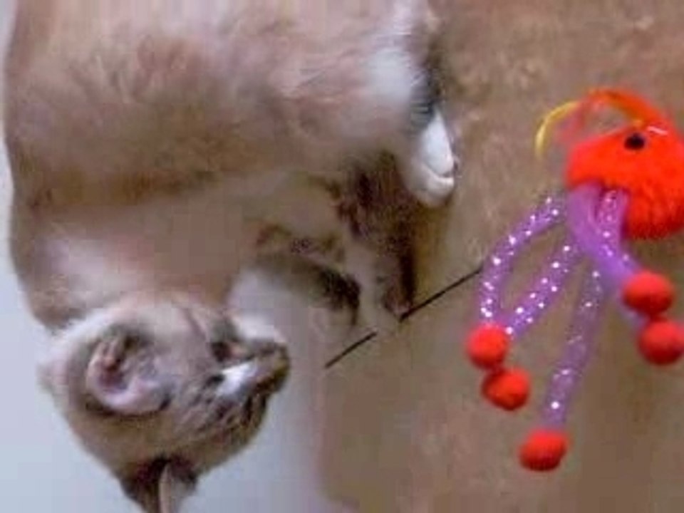 trouver petite chatte