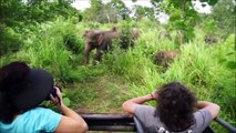 Elephants for Kids - Wild Animals Video for Children - Elephants Playi