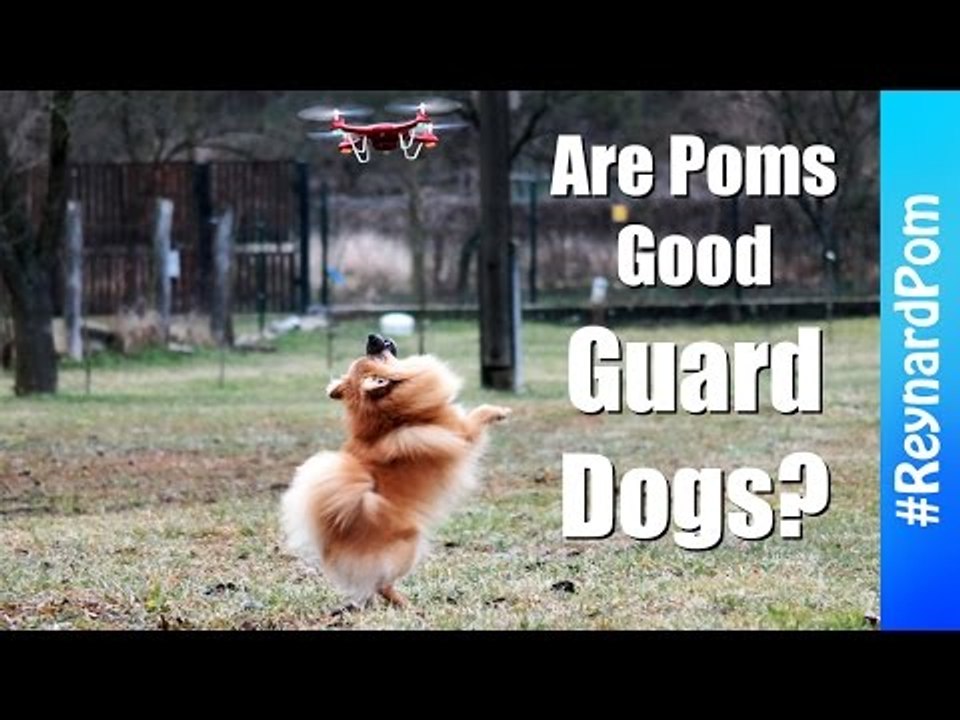 Drone Doesn't Stand a Chance Against This Pomeranian
