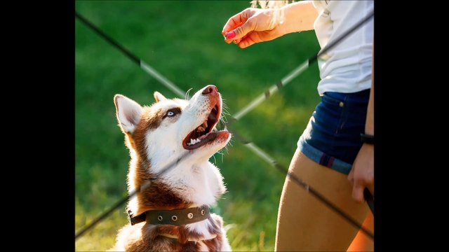 Ryans Dog Walking - (858) 733-0971