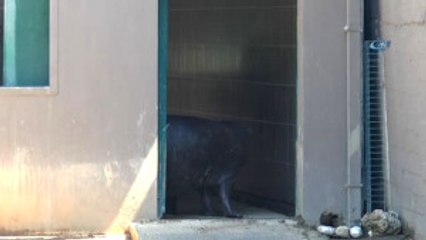 Türkiye'nin Tek Yavru Cüce Su Aygırı Mela İlk Kez Ziyaretçileriyle Buluştu