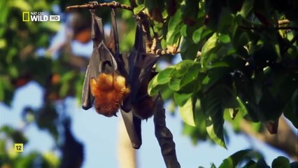 Wild islands Zanzibar