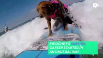 This surfing dog helps veterans and children