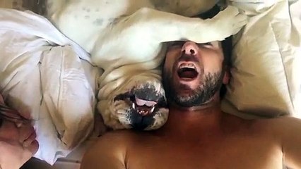 CERCANO DI SVEGLIARLO, MA IL BULLDOG NON NE VUOLE SAPERE LA REAZIONE VI STRAPPERÀ UN SORRISO