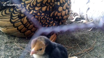 Baby chick goes on a 'wild ride' on its mother's head