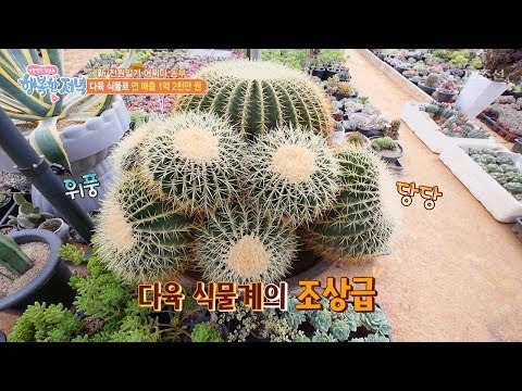 67년 된 다육식물계의 조상! 상상초월 몸값! [행복한 저녁] 28회 20170525