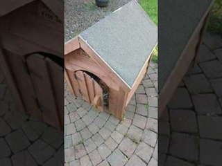 Grumpy Dog Isn't in the Mood for Visitors