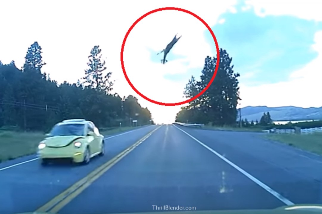WHITETAIL DEER TAKES FLIGHT OF VW BUG [VIDEO]