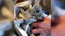 Kangaroos  Funny Kangaroos Playing [Funny Pets]