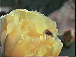 The Origin Of Mankind Part 2