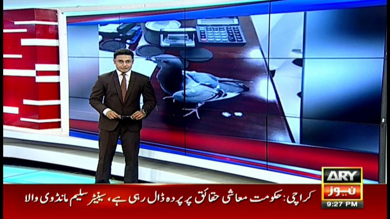 Pigeon Carrying Nearly 200 Ecstasy Pills Caught by Police in Kuwait: Report