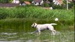 Dog Runs into the Water in Slow-Motion