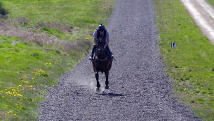 Racehorse Galloping Slow Motion