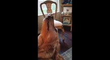 Un chien qui fait du hand spinner sans bouger