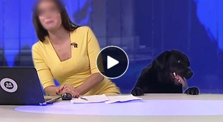 Dog interrupts female news anchor during live broadcast