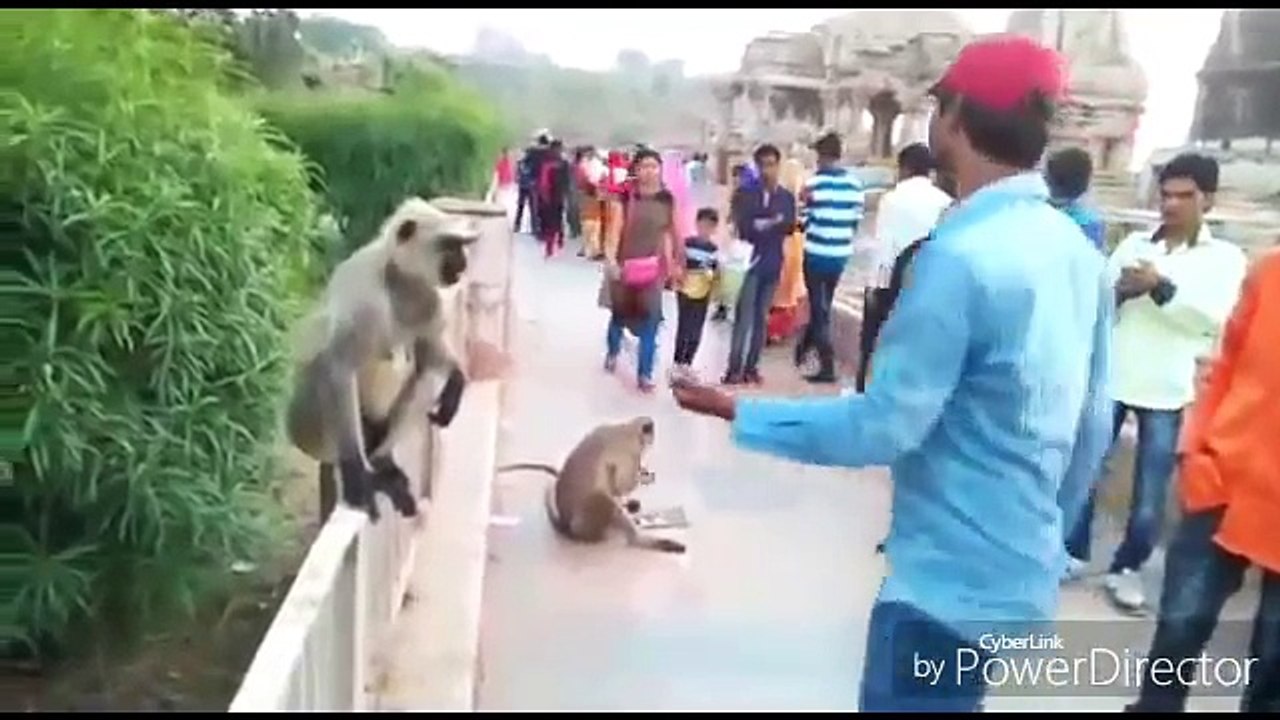 WhatsApp funny video