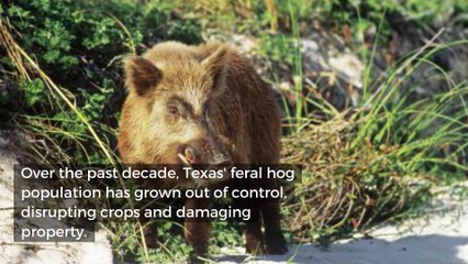 Look out below! Texas will now let you shoot feral hogs from hot air balloons