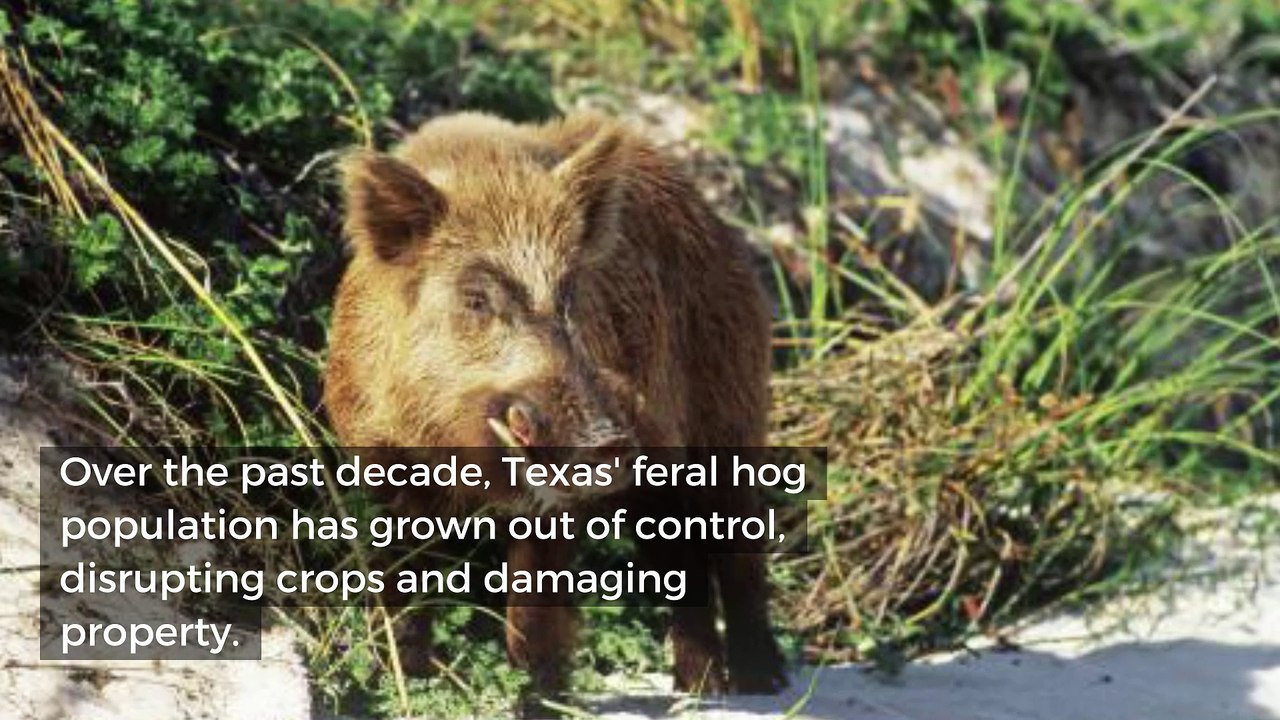 Look out below! Texas will now let you shoot feral hogs from hot air balloons