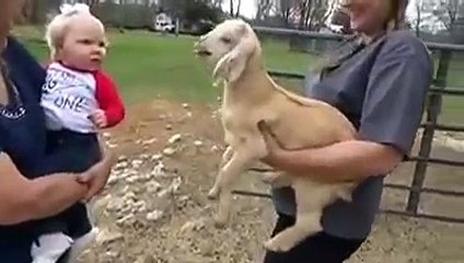 Goat Cry Funny Yep Yep