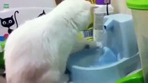 Funny Cats home animals 2015/2016