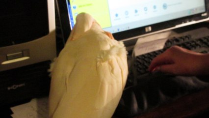 Meet Caesar: The Keyboard-Wielding Cat 🐱