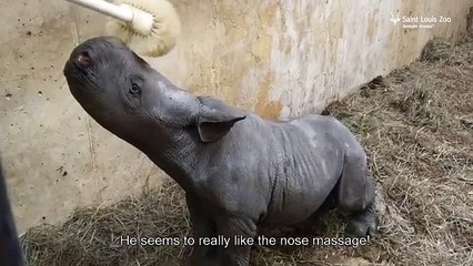 Newborn black rhino calf Moyo at Saint Louis Zoo