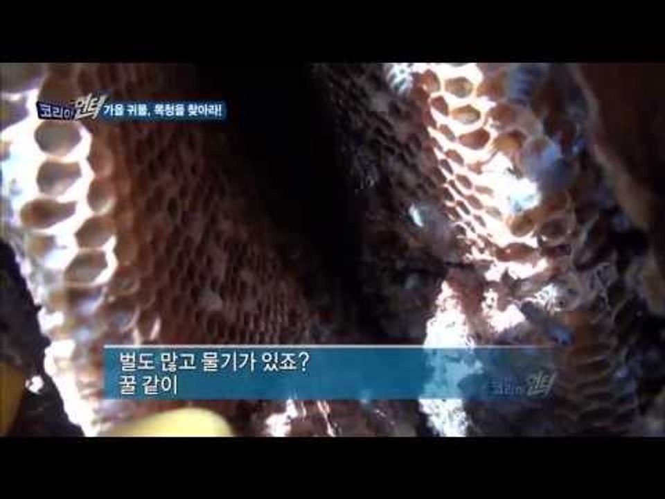가을 귀물,목청을 찾아라
