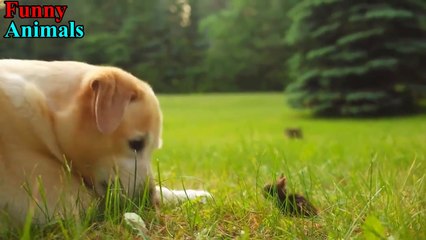 Funny Dogs Meeting Cute Baby Animals Compilation [SO CUTE]