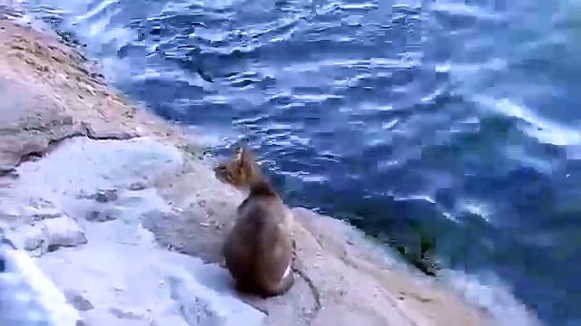 Le chat regarde au fond de l'eau. Puis la caméra capte ce moment tout simplement parfait!
