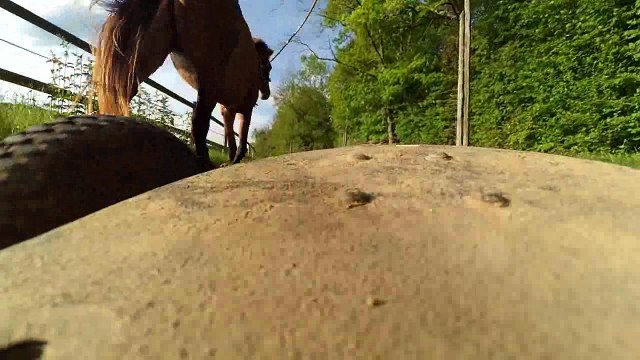 Bella Dona poney skate mai 20171